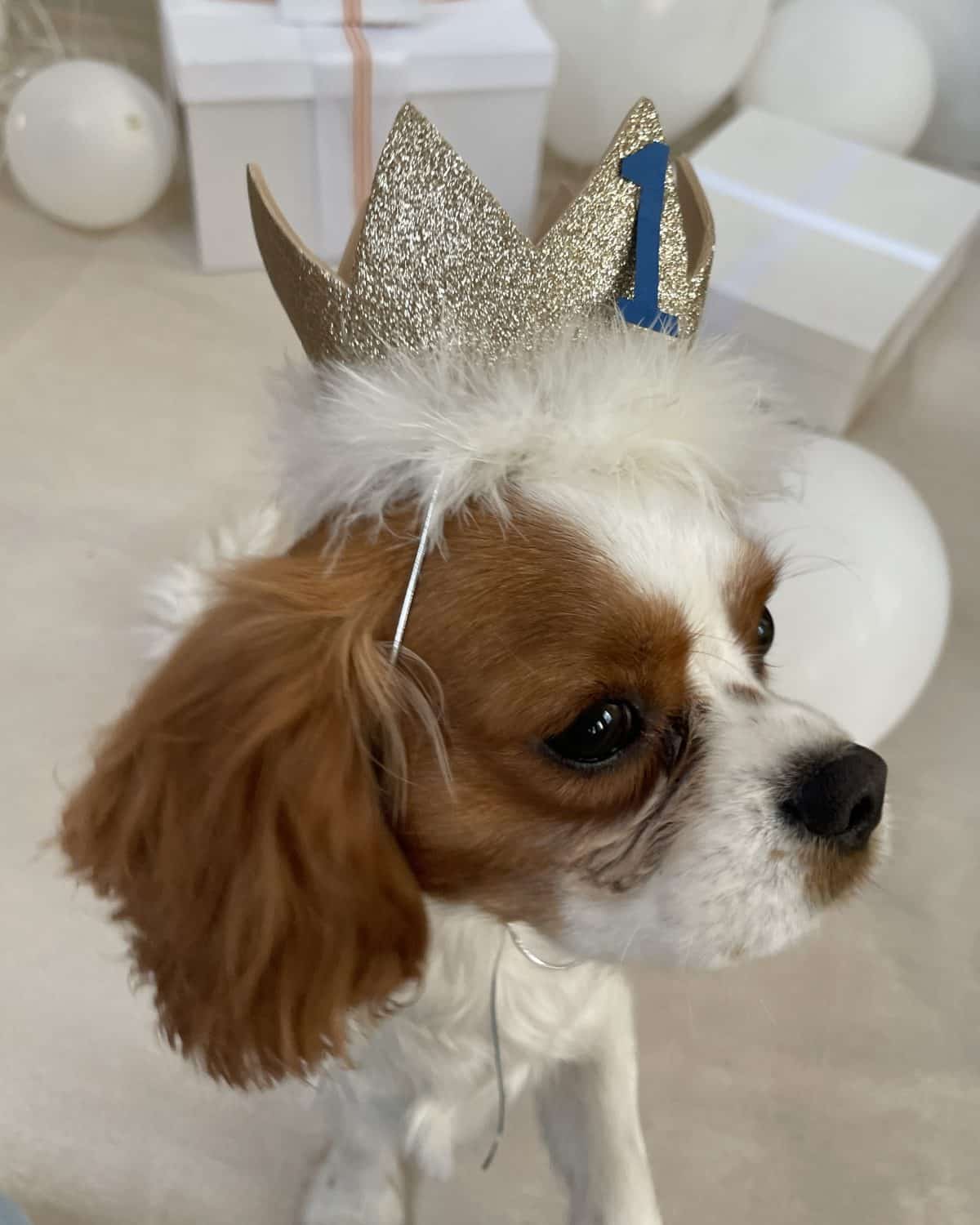 Dog Birthday Crown